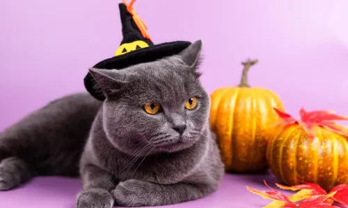 En katt med en trollkarlshatt på huvudet samt ett par pumpor och några röda löv